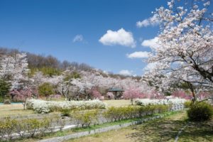 ２０２１年愛知の桜の名所や穴場おすすめ花見スポットをご紹介 Honulog ホヌログ