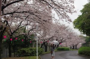 荒子川公園桜