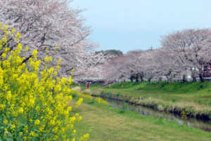 音羽川堤