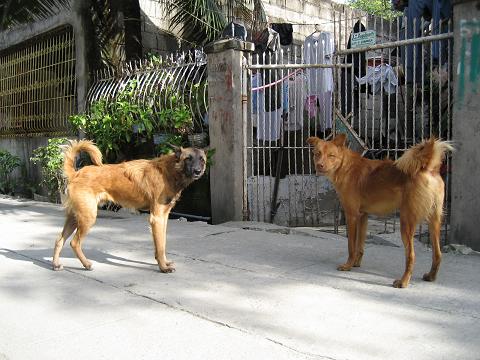 フィリピン野良犬