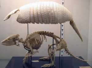 アルマジロの骨格標本