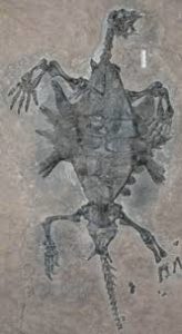 オドントケリス化石