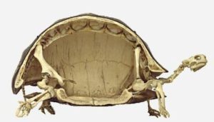 カメの骨格標本1