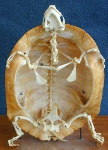 カメの骨格標本2